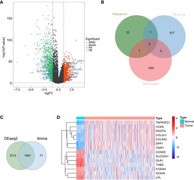Prognostic Impact of the Angiogenic Gene POSTN and Its Related Genes on Lung Adenocarcinoma